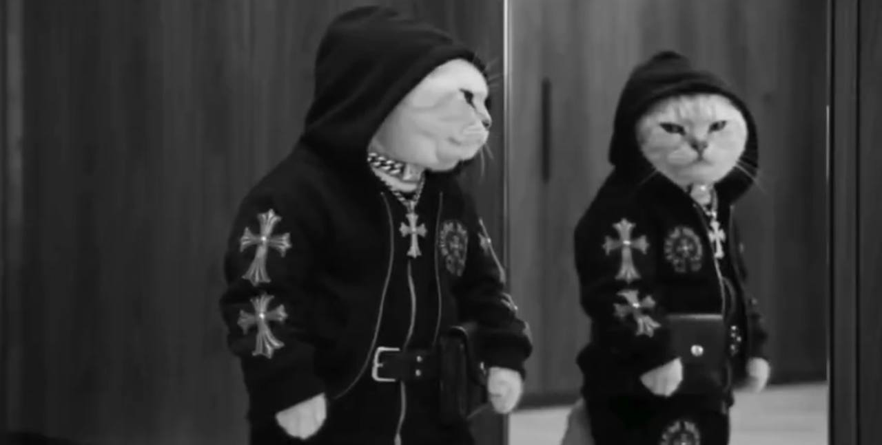 Cat in a cross-embroidered hoodie checking itself in a mirror